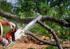 Best Tree Removal Services  in Avenel, NJ